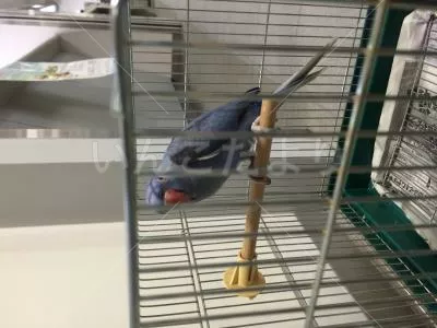 保護鳥の写真