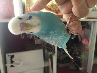 迷い鳥の写真
