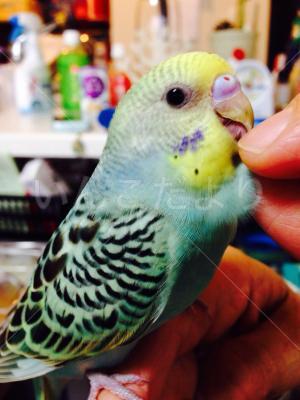 迷い鳥の写真