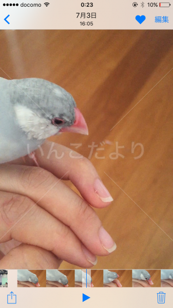 迷い鳥の写真
