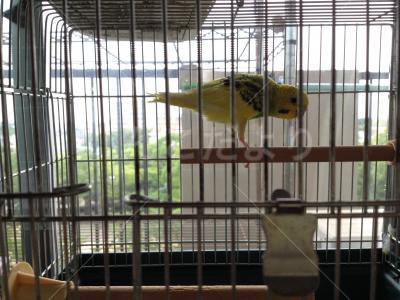 保護鳥の写真