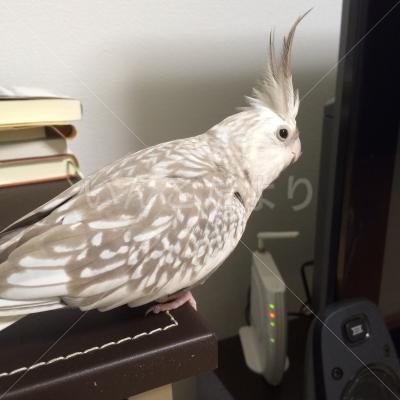 保護鳥の写真