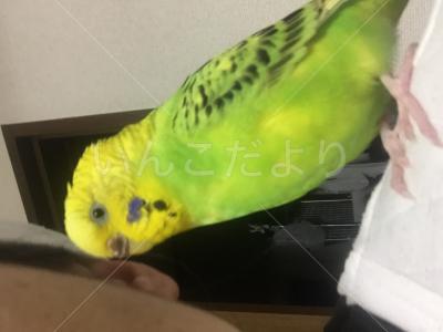 迷い鳥の写真