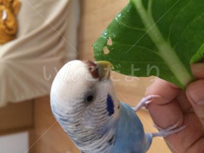 迷い鳥の写真