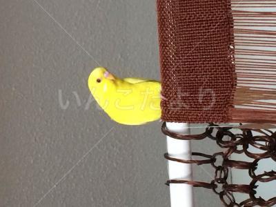 保護鳥の写真