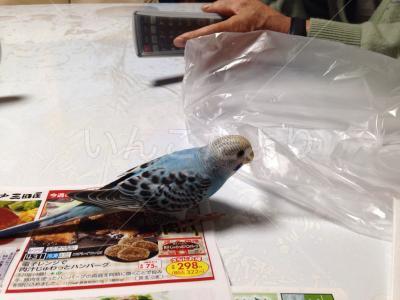 迷い鳥の写真