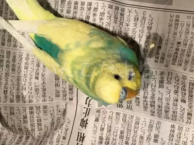 保護鳥の写真