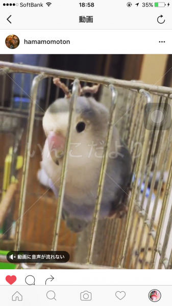 保護鳥の写真