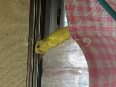 迷い鳥の写真