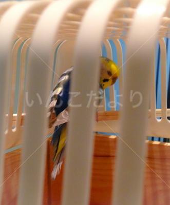 保護鳥の写真