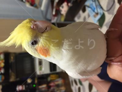 迷い鳥の写真