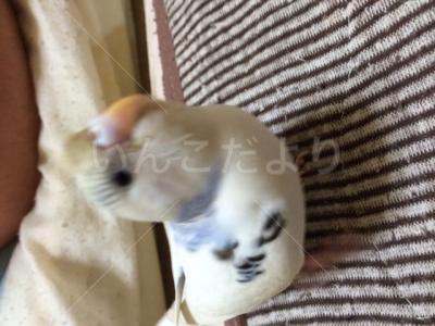 迷い鳥の写真