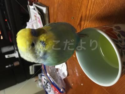 迷い鳥の写真
