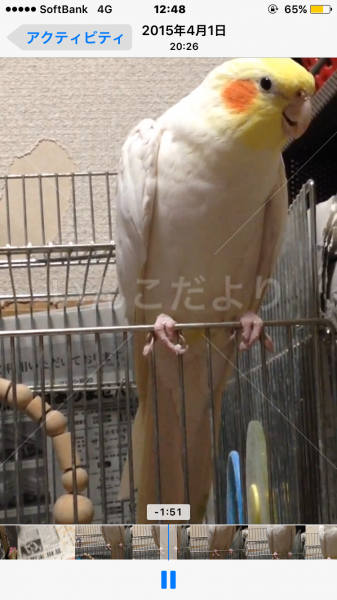 迷い鳥の写真