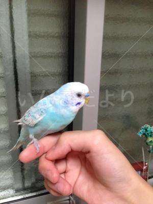 迷い鳥の写真