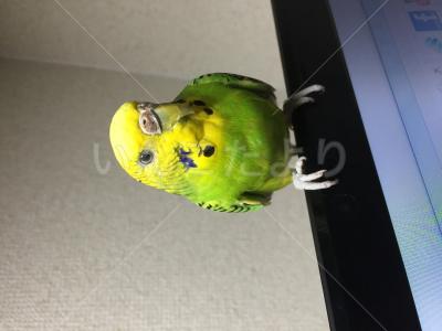 迷い鳥の写真