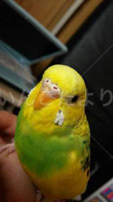 迷い鳥の写真