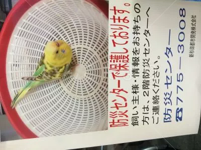 保護鳥の写真