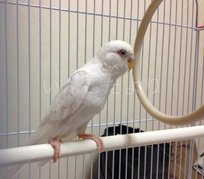 保護鳥の写真