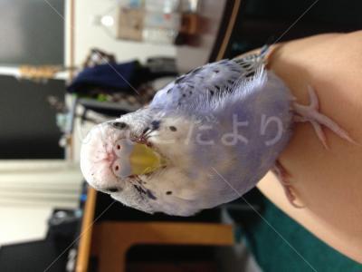 迷い鳥の写真