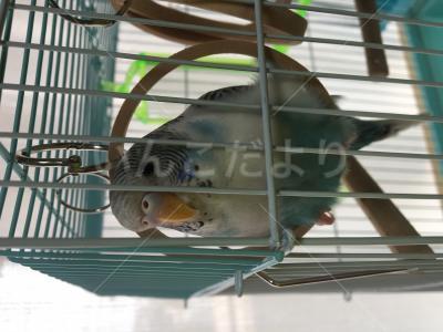 迷い鳥の写真