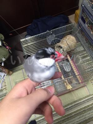 迷い鳥の写真