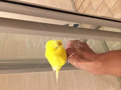 保護鳥の写真
