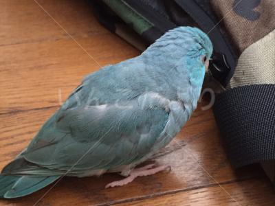 迷い鳥の写真