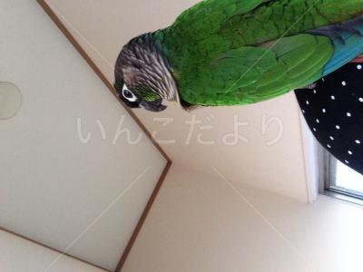 迷い鳥の写真