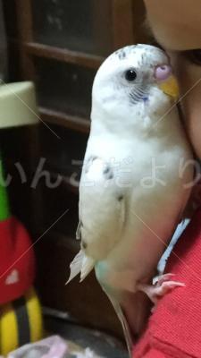 迷い鳥の写真