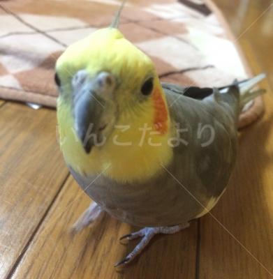 迷い鳥の写真