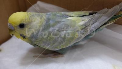 保護鳥の写真