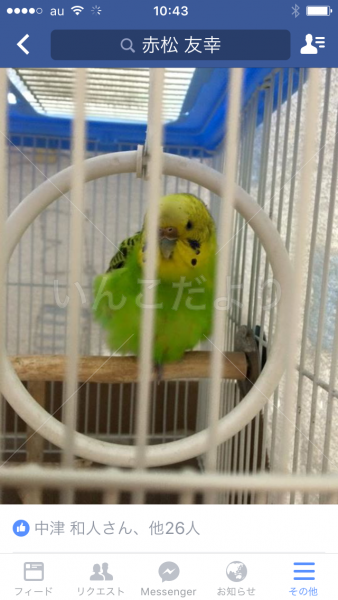 迷い鳥の写真