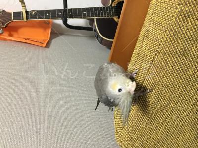 迷い鳥の写真