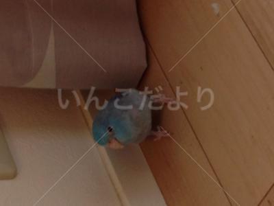 迷い鳥の写真