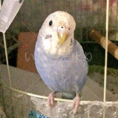 迷い鳥の写真