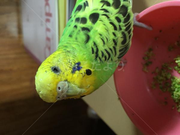 迷い鳥の写真