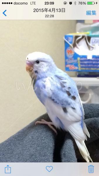 迷い鳥の写真