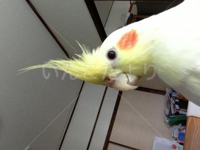 迷い鳥の写真