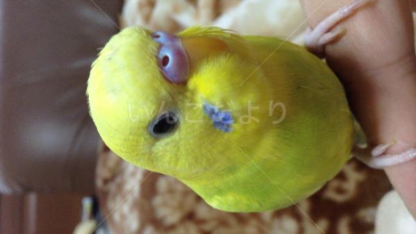 迷い鳥の写真