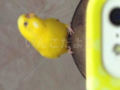 迷い鳥の写真