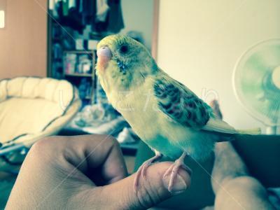 保護鳥の写真