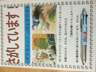 迷い鳥の写真