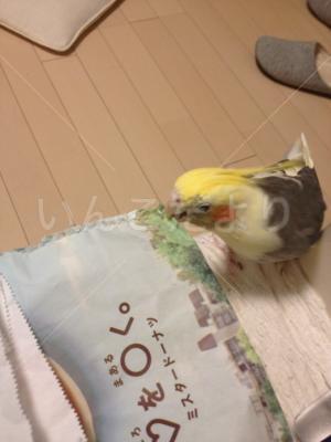 迷い鳥の写真
