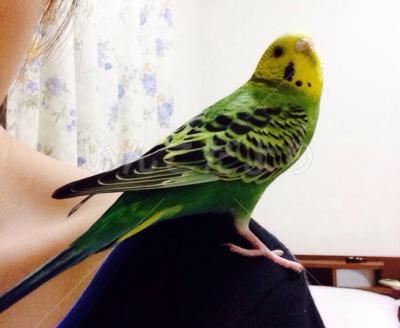 迷い鳥の写真