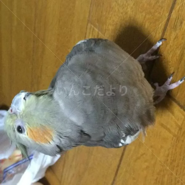 保護鳥の写真