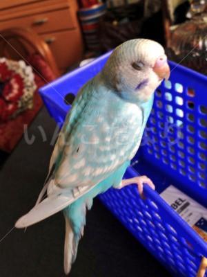 保護鳥の写真