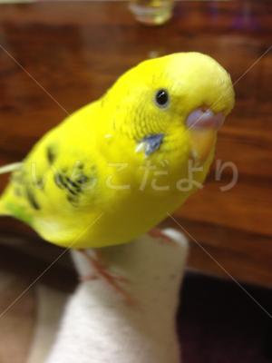 迷い鳥の写真