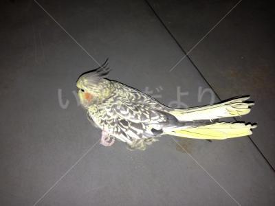 保護鳥の写真