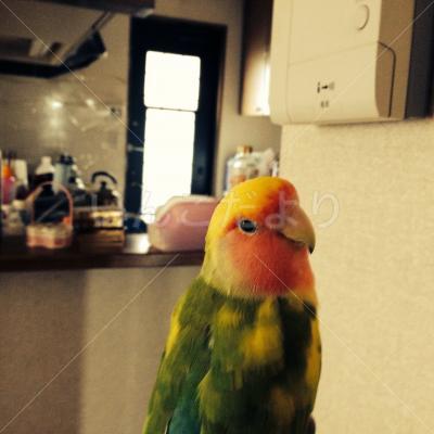 迷い鳥の写真